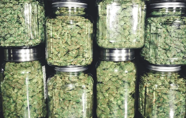 Sweet OG Cheese - Image 3